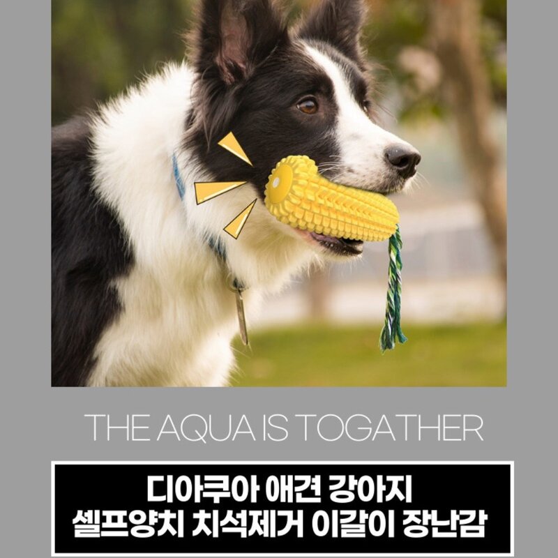 디아쿠아 애견 강아지 셀프양치 치석제거 이갈이 장난감