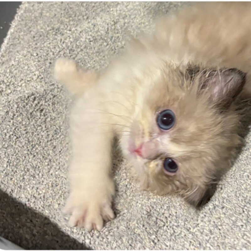 이나바 응고형 챠오샌드 벤토나이트 고양이 모래, 4.5kg, 무향, 1개