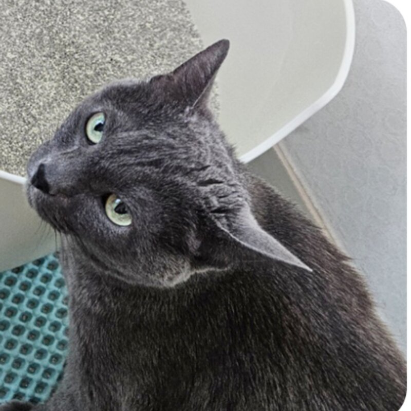 이나바 응고형 챠오샌드 벤토나이트 고양이 모래, 4.5kg, 무향, 1개