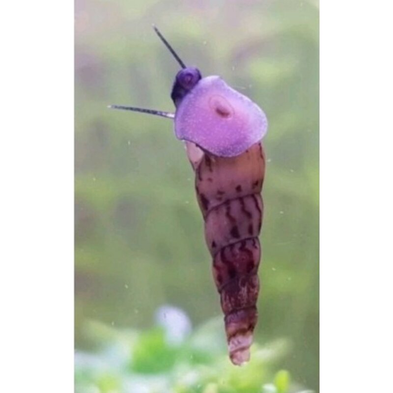 뾰족달팽이10마리